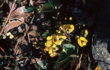 APII jpeg image of Podolobium scandens  © contact APII