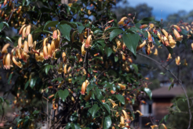 APII jpeg image of Pandorea pandorana  © contact APII