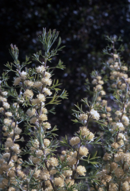 APII jpeg image of Petrophile squamata  © contact APII