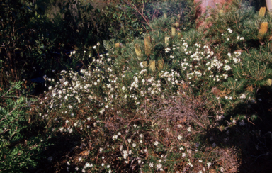 APII jpeg image of Pimelea linifolia  © contact APII