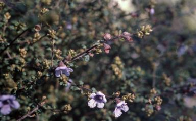 APII jpeg image of Prostanthera denticulata  © contact APII