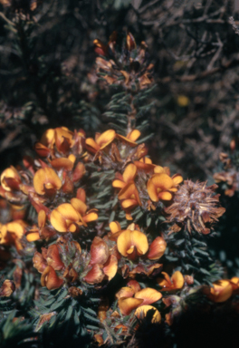 APII jpeg image of Pultenaea humilis  © contact APII
