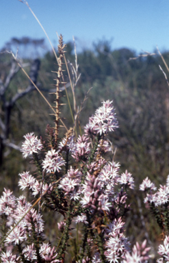 APII jpeg image of Sprengelia incarnata  © contact APII