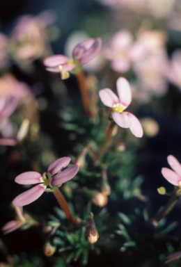 APII jpeg image of Stylidium bulbiferum  © contact APII