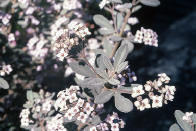 APII jpeg image of Zieria cytisoides  © contact APII