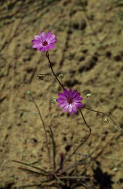 APII jpeg image of Calandrinia strophiolata  © contact APII