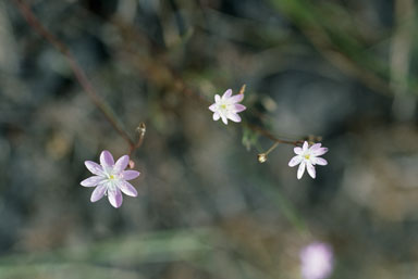 APII jpeg image of Calandrinia gracilis  © contact APII