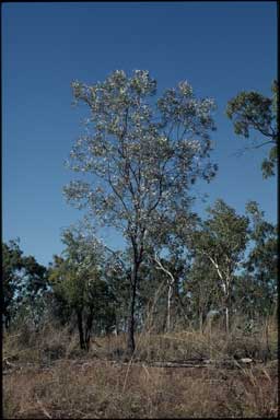 APII jpeg image of Hakea arborescens  © contact APII