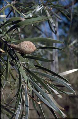 APII jpeg image of Hakea arborescens  © contact APII