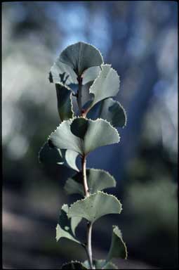 APII jpeg image of Hakea brownii  © contact APII