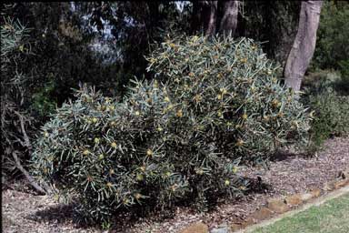 APII jpeg image of Hakea cinerea  © contact APII