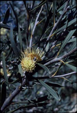 APII jpeg image of Hakea cinerea  © contact APII