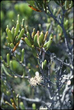 APII jpeg image of Hakea clavata  © contact APII