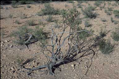 APII jpeg image of Hakea collina  © contact APII