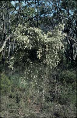 APII jpeg image of Hakea decurrens subsp. physocarpa  © contact APII