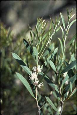 APII jpeg image of Hakea erecta  © contact APII