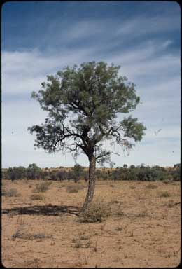 APII jpeg image of Hakea eyreana  © contact APII