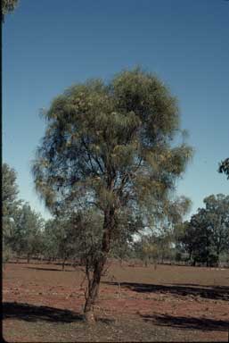 APII jpeg image of Hakea lorea subsp. lorea  © contact APII