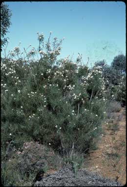 APII jpeg image of Hakea gilbertii  © contact APII