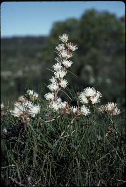 APII jpeg image of Hakea gilbertii  © contact APII