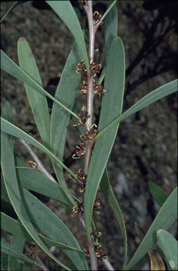 APII jpeg image of Hakea hookeriana  © contact APII