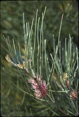 APII jpeg image of Hakea invaginata  © contact APII