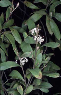 APII jpeg image of Hakea lasiantha  © contact APII