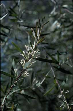 APII jpeg image of Hakea lasianthoides  © contact APII