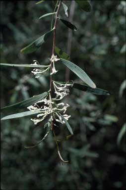 APII jpeg image of Hakea lasianthoides  © contact APII