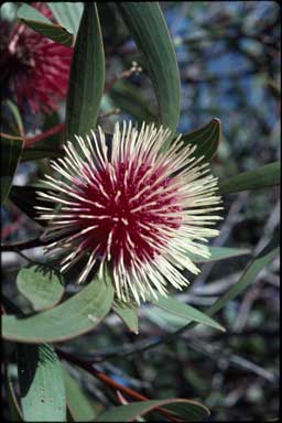 APII jpeg image of Hakea laurina  © contact APII