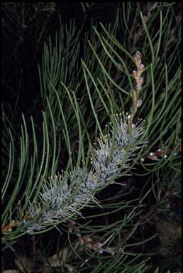 APII jpeg image of Hakea lehmanniana  © contact APII