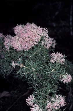 APII jpeg image of Hakea lissocarpha  © contact APII