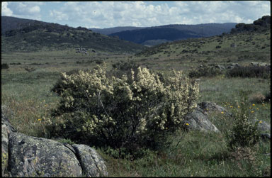 APII jpeg image of Hakea microcarpa  © contact APII