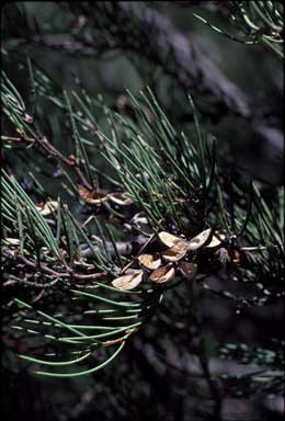 APII jpeg image of Hakea microcarpa  © contact APII