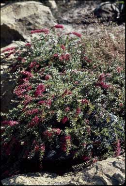 APII jpeg image of Hakea myrtoides  © contact APII