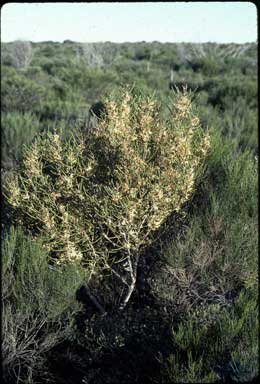 APII jpeg image of Hakea platysperma  © contact APII