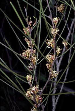 APII jpeg image of Hakea platysperma  © contact APII