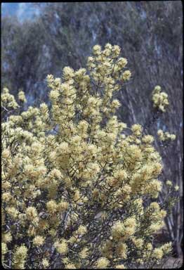 APII jpeg image of Hakea preissii  © contact APII