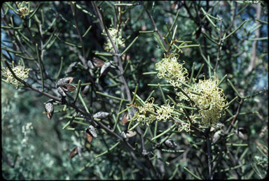 APII jpeg image of Hakea preissii  © contact APII