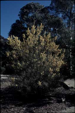 APII jpeg image of Hakea recurva  © contact APII