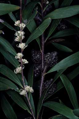 APII jpeg image of Hakea salicifolia subsp. salicifolia  © contact APII