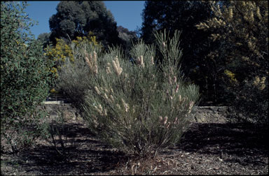 APII jpeg image of Hakea scoparia  © contact APII