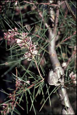 APII jpeg image of Hakea decurrens  © contact APII