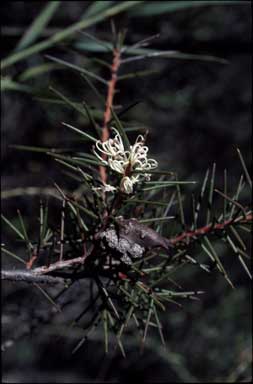 APII jpeg image of Hakea sericea  © contact APII