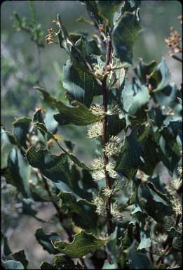 APII jpeg image of Hakea undulata  © contact APII