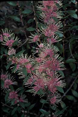 APII jpeg image of Hakea 'Burrendong Beauty'  © contact APII