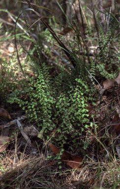APII jpeg image of Lindsaea linearis  © contact APII