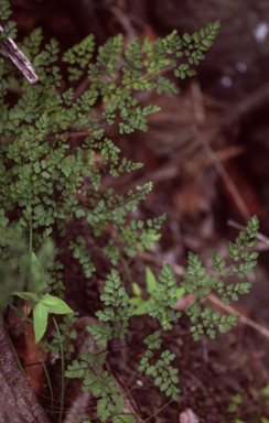 APII jpeg image of Adiantum aethiopicum  © contact APII