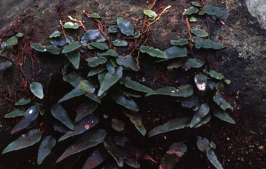 APII jpeg image of Arthropteris tenella  © contact APII