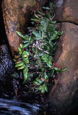 APII jpeg image of Blechnum ambiguum  © contact APII